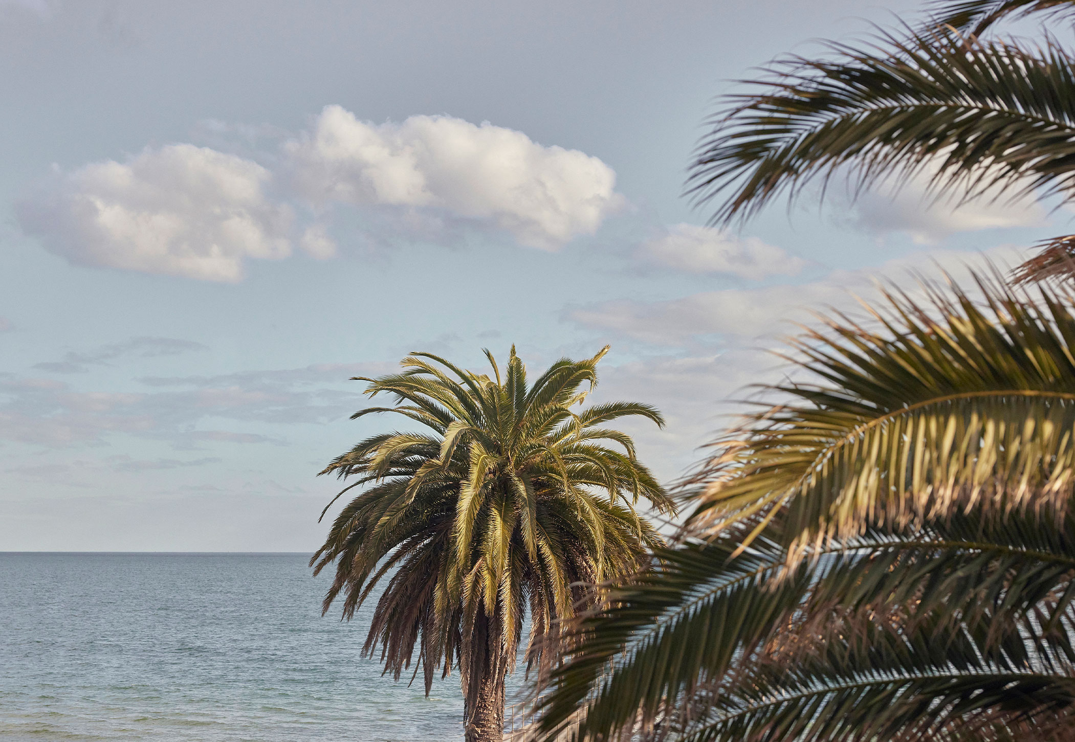 palm-trees